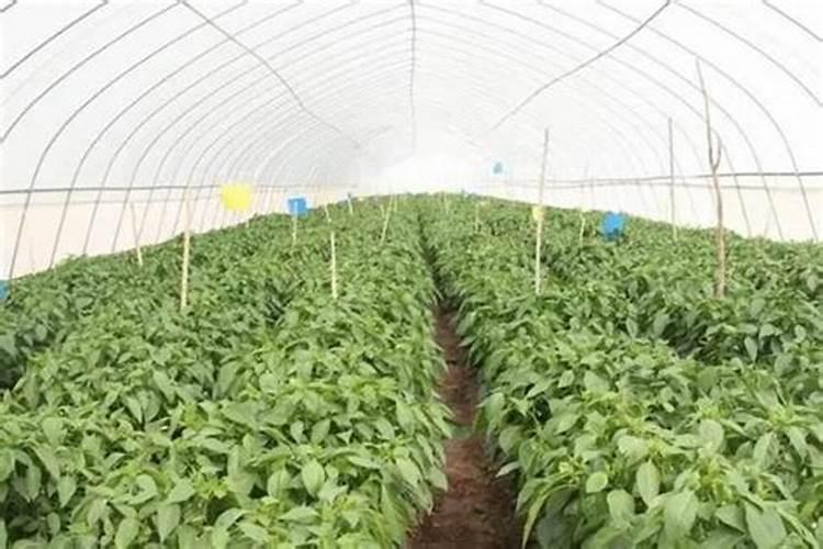 辣椒追肥什么时候合适