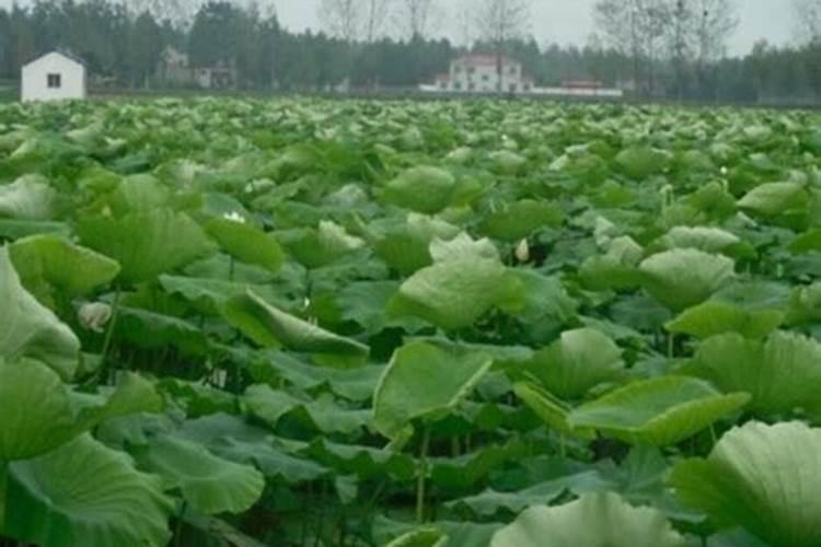 果树促花用什么叶面肥好？