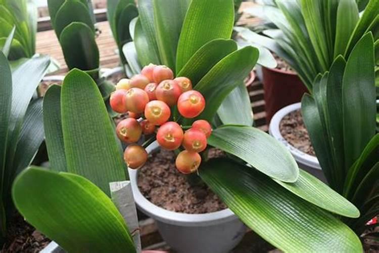 君子兰开花时需要施什么肥料？