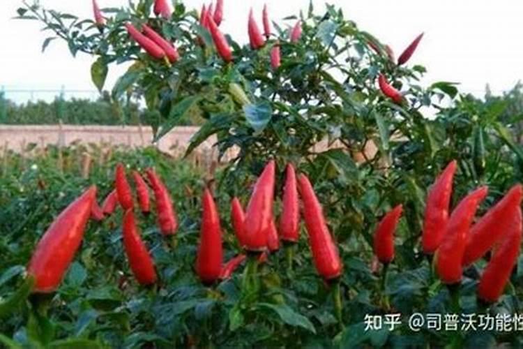朝天椒下什么肥料最好