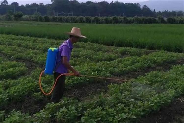 花草能不能喷叶面肥氨基酸容液,喷了叶面肥有没有危害对花草