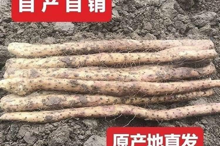 铁棍山药种植方法