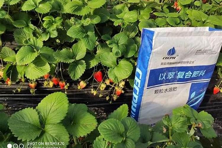 草莓施肥的方法