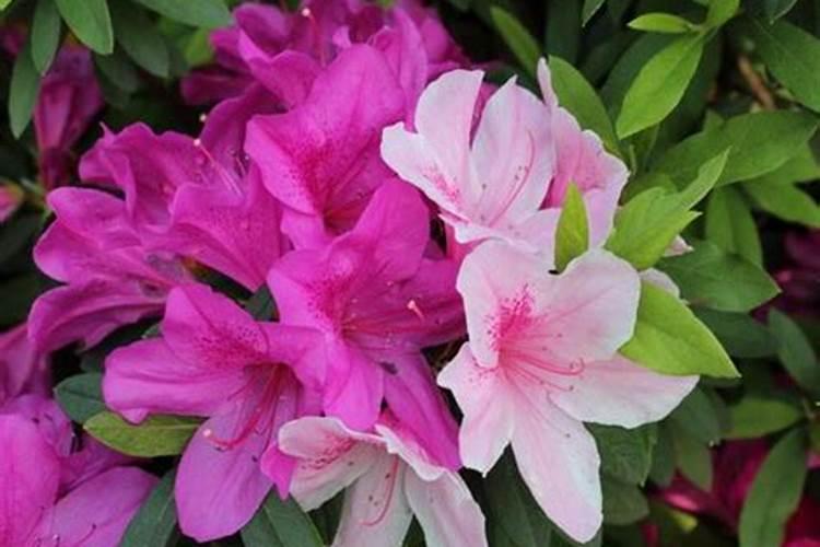 杜鹃花花期能施肥吗