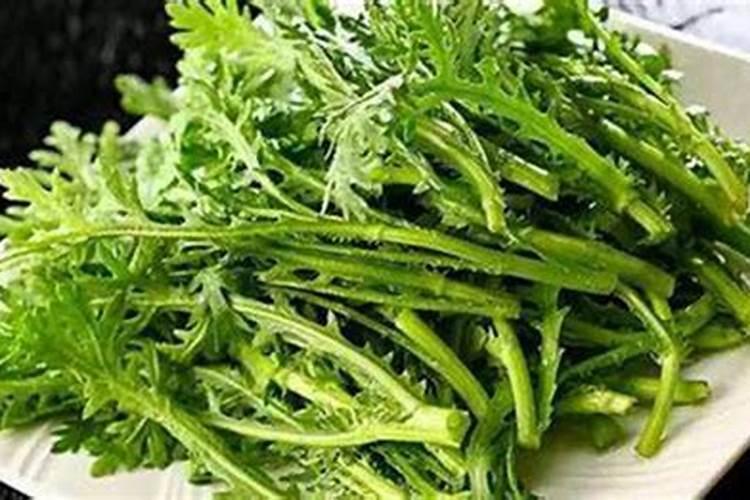 种贝母怎么样
