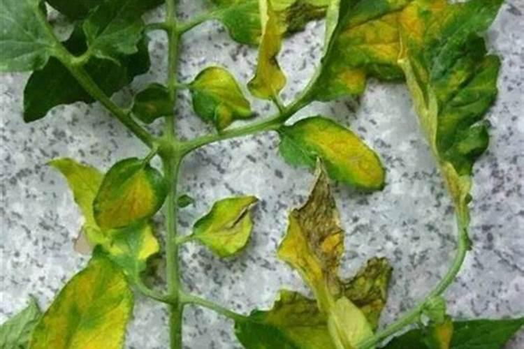 喷过量的叶面肥种植物会怎么样