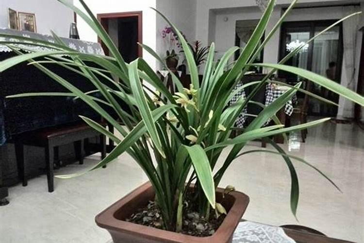 什么肥料对兰花发芽生根开花最好