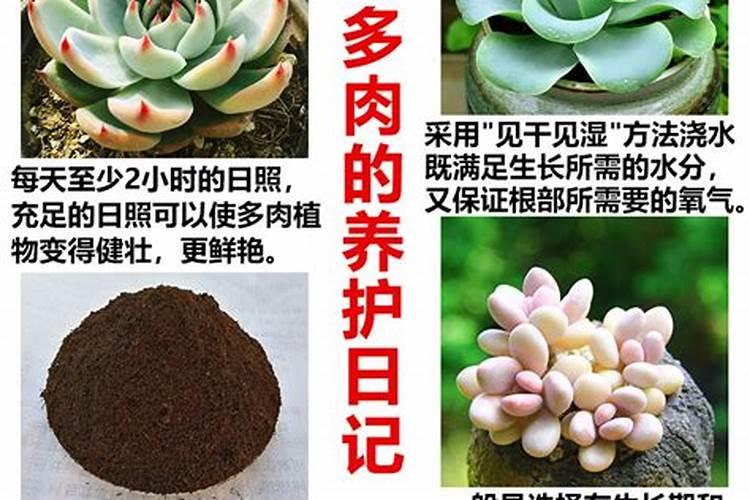 给多肉施肥用什么肥料