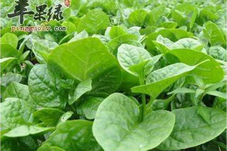 种木耳菜用什么土比较好