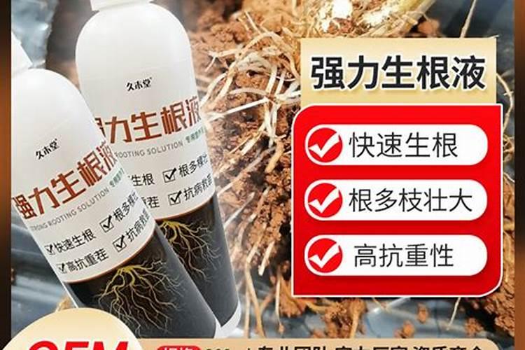 君子兰根系细弱难开花怎么解决