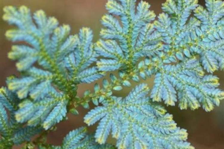 水溶肥施用方式有哪些,如何用效果好