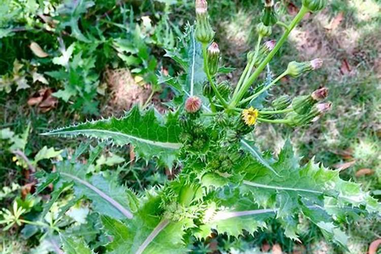 油麦菜 的种植方法？