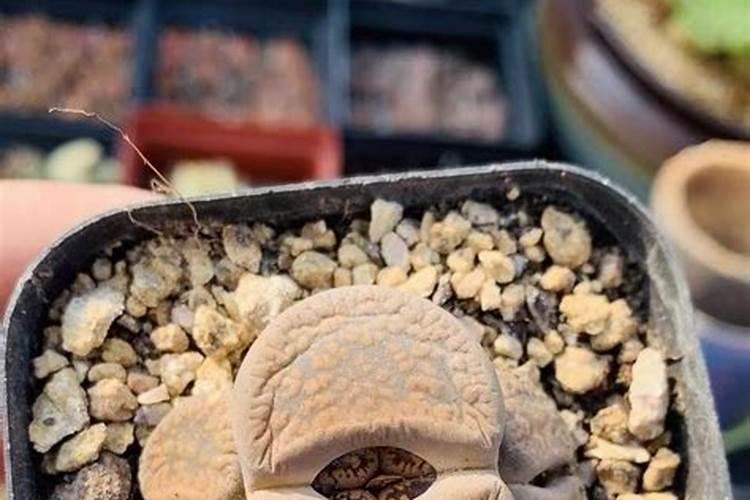 多肉用什么肥料比较好