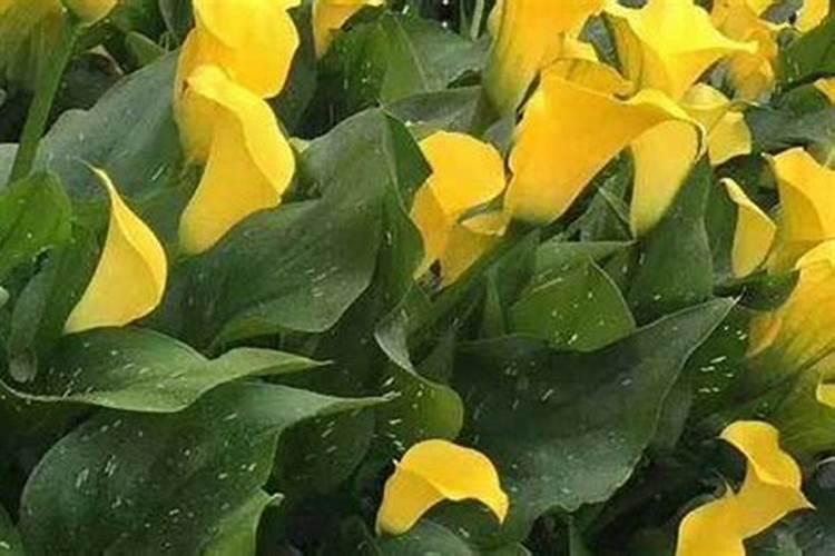 如何提前李子花期
