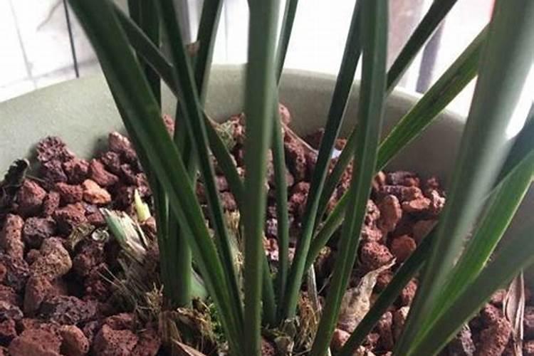 兰花开花期间如何养护