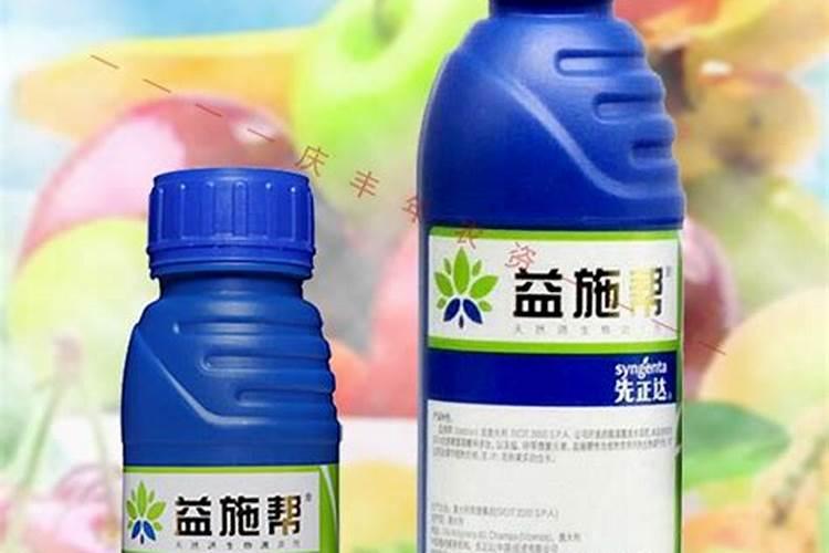 月季怎么养护新芽新叶长了一大盆