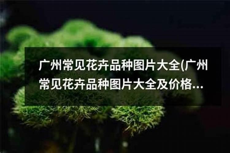 广东以色列黄龙果种植技术