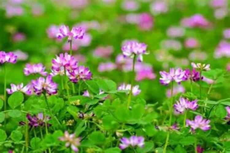 眉豆的种植方法是什么