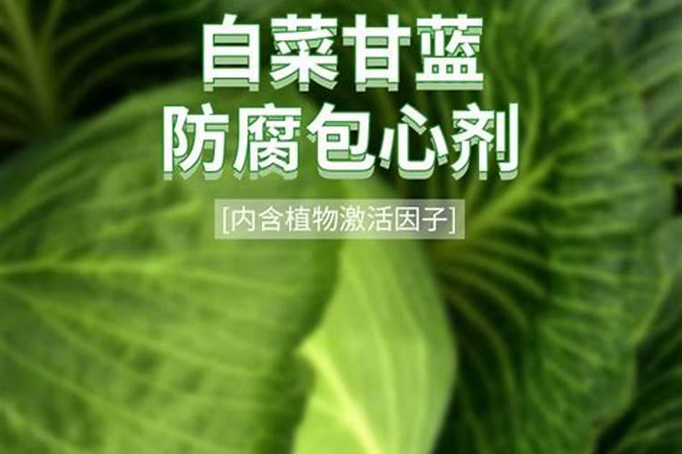 夏季开白花的草花花卉百科