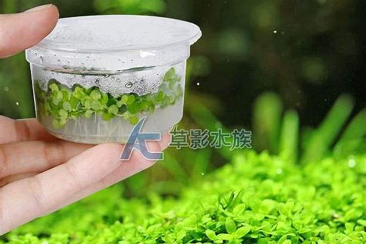 趴地矮珍珠怎么养 尤其是刚栽完不久