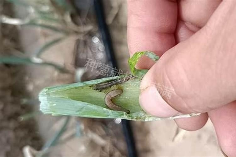 大葱灌根用什么药什么肥