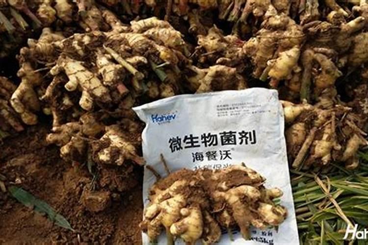 种生姜用最好的肥料