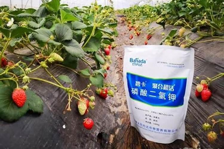 采摘一千克草莓需要补充多少氮肥钾肥磷肥？请赐教,谢谢