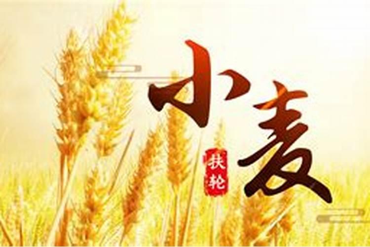 小麦上喷施硼肥有什么好处？拔节孕穗期喷几次,才能籽粒饱满能增产？