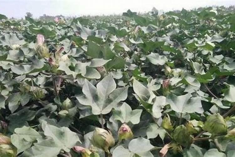 棉花每个生长周期的施肥方案 施肥用一铵还是用二铵
