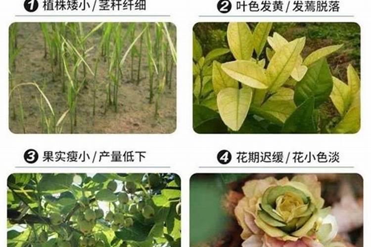 瓜果蔬菜叶面肥的正确使用方法(什么时候打叶面肥好)