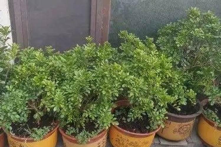 钾肥磷肥是什么意思？