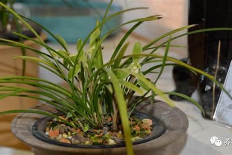 兰花要怎么才能开花 花期养护方法