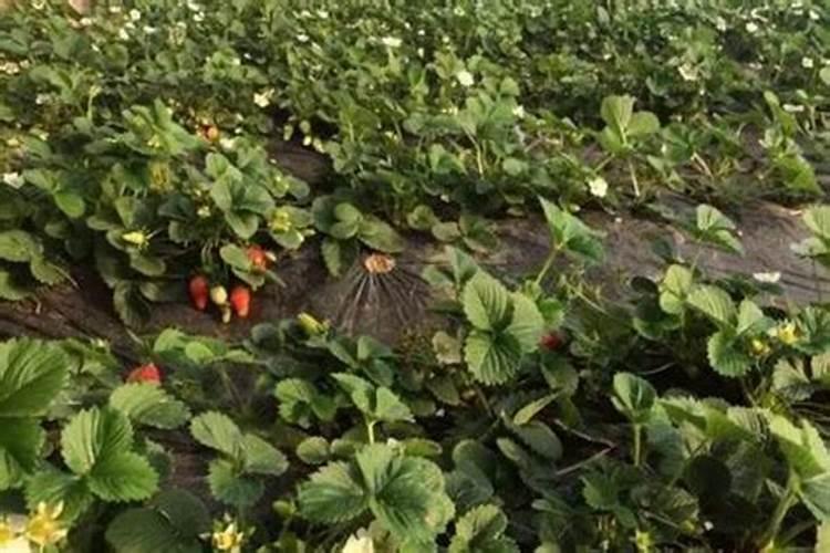 草莓开花结果期施什么肥