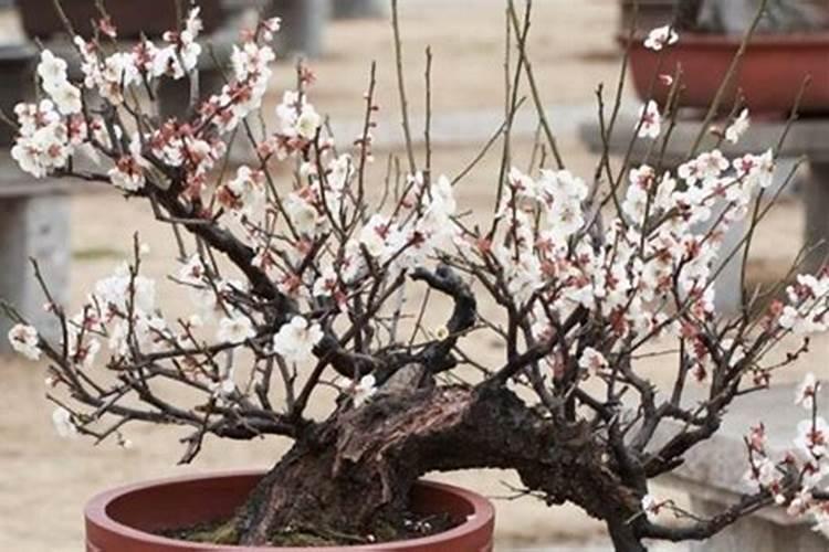 梅花施肥用哪种肥料,梅花施肥时间和方法
