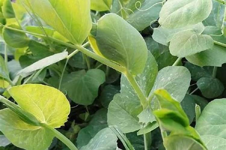 种豌豆尖用什么肥料才长得壮？