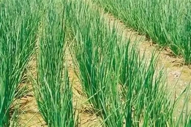 种韭菜用什么肥料长得好