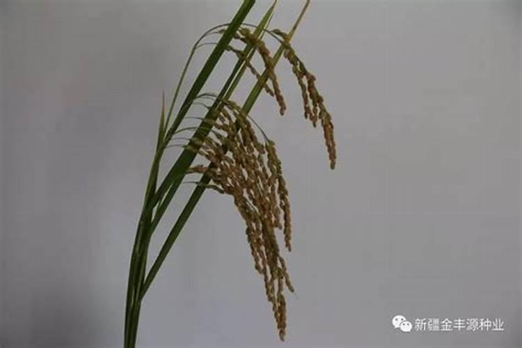 谷子秀穗了,上化肥好还是叶面肥好