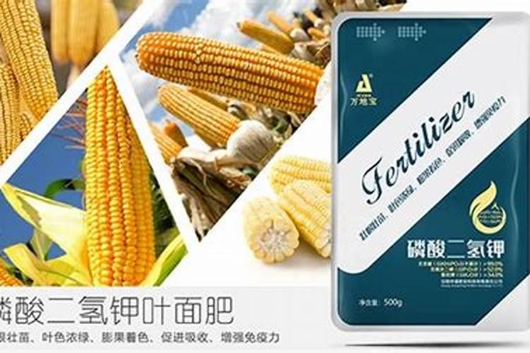 玉米2寸高浇水合适吗