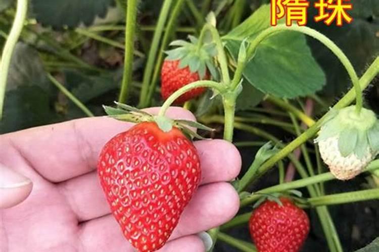 硅肥的发展历程