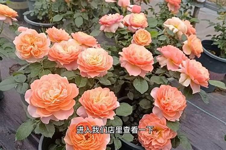 什么肥料对玉米最好