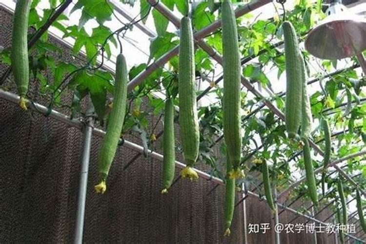 哪些水溶肥中含有钾元素呢