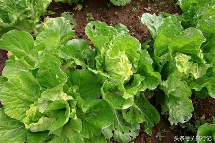 冬天种青菜用什么肥,附种植方法