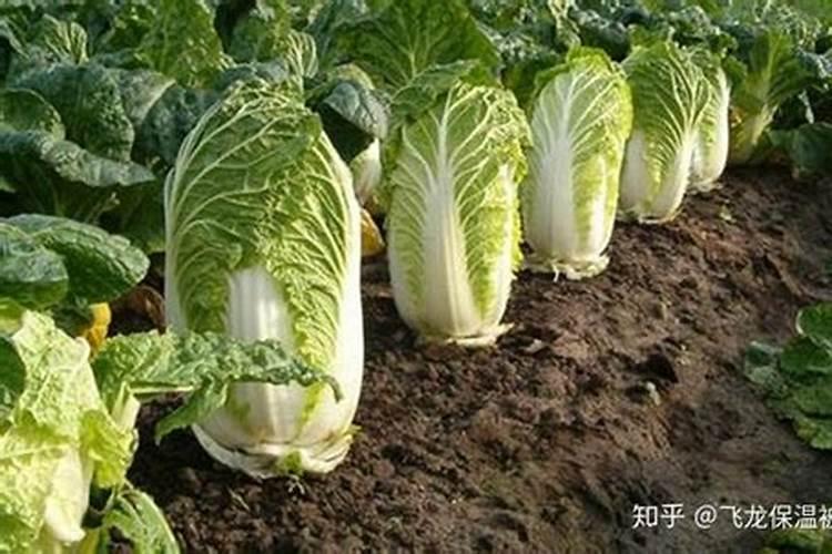 大白菜施什么肥比较好
