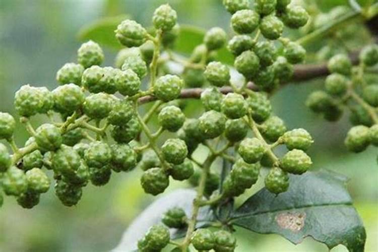花椒树刚刚有小绿色果实是什么时期？