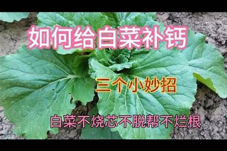 硼肥不能和什么一起用？如果使用错误会产生哪些影响？