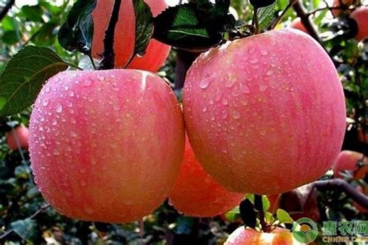 一年苹果树施什么肥比较好？