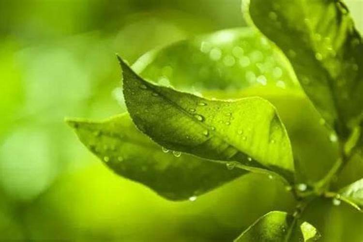柑橘苗叶面肥施药方法
