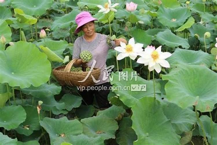 太空莲种植？