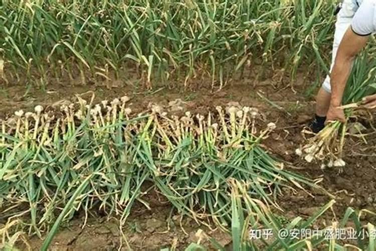 大蒜追肥用什么肥料好
