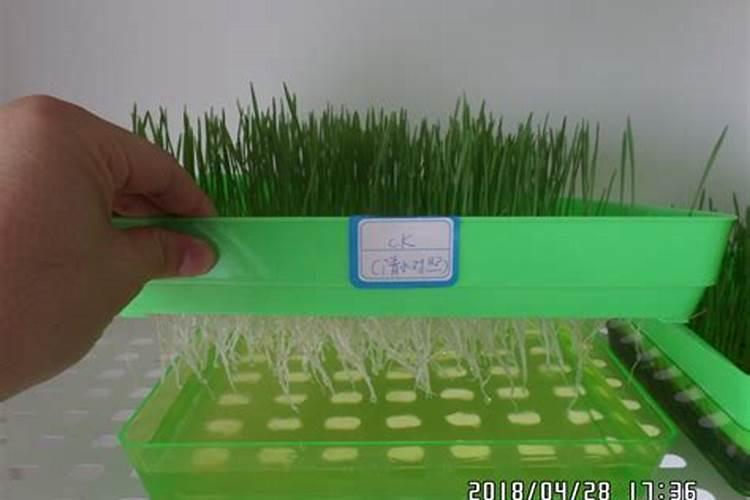 如何让水草快速生根